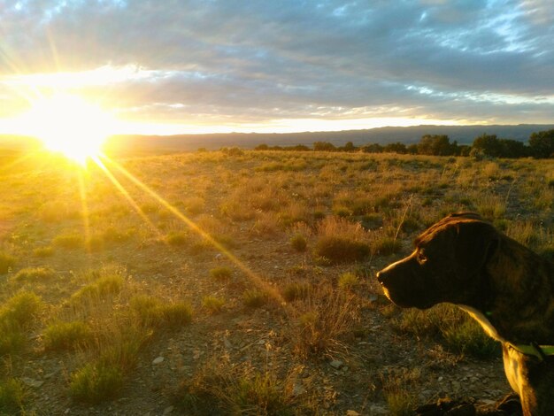 Scenic view of landscape against sky during sunset