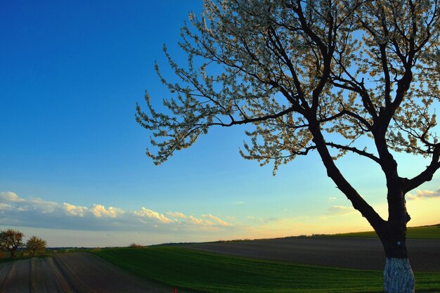 Scenic view of landscape against sky during sunset