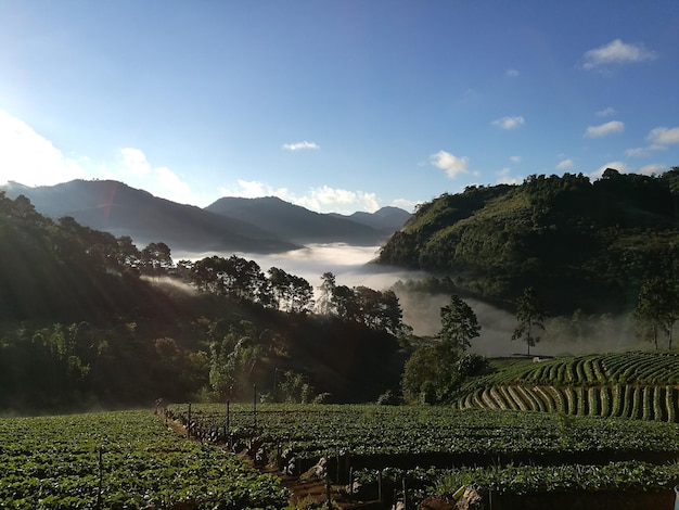 天空を背景にした景色の景色