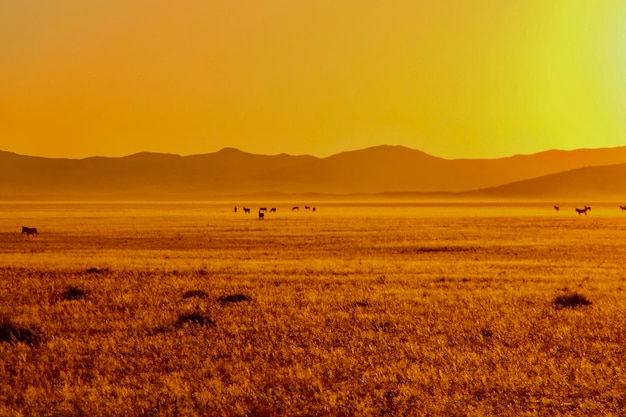 Scenic view of landscape against sunset sky