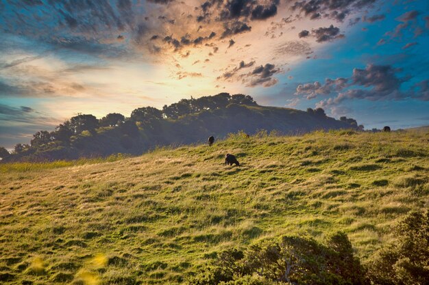 Scenic view of landscape during sunset