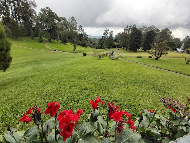 Scenic view of landscape meadow