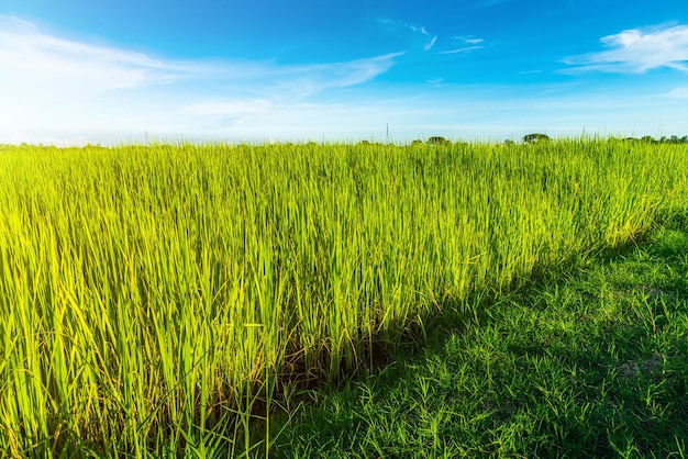 Scenic view landscape of Rice field green grass with field cornfield or in Asia country agriculture harvest with fluffy clouds blue sky daylight background