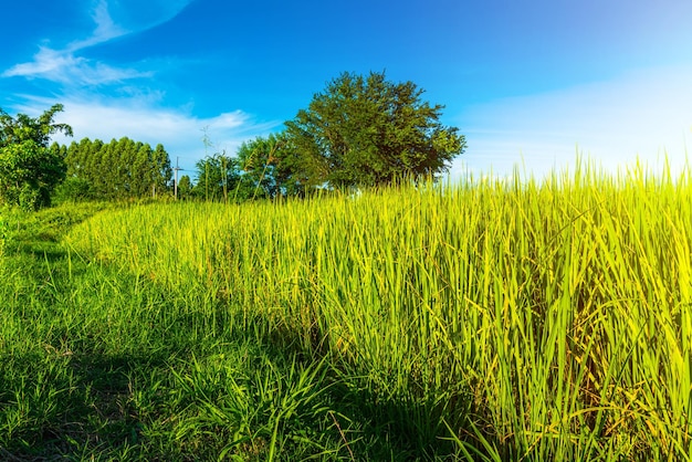 Scenic view landscape of Rice field green grass with field cornfield or in Asia country agriculture harvest with fluffy clouds blue sky daylight background