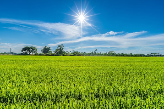 Scenic view landscape of Rice field green grass with field cornfield or in Asia country agriculture harvest with fluffy clouds blue sky daylight background