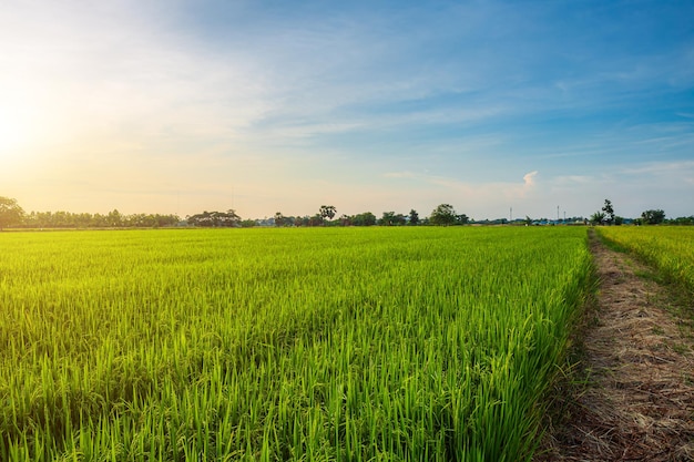 Photo scenic view landscape of rice field green grass with field cornfield or in asia country agriculture harvest with fluffy clouds blue sky sunset evening background.