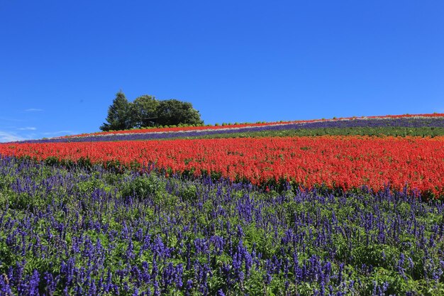 Photo scenic view of lavender field against blue sky