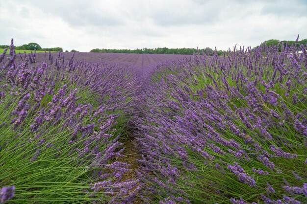 Scenic view of lavender field against sky