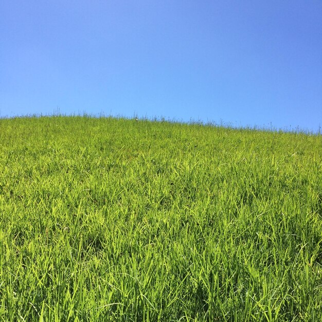 Foto vista panoramica della collina di prato contro un cielo blu limpido