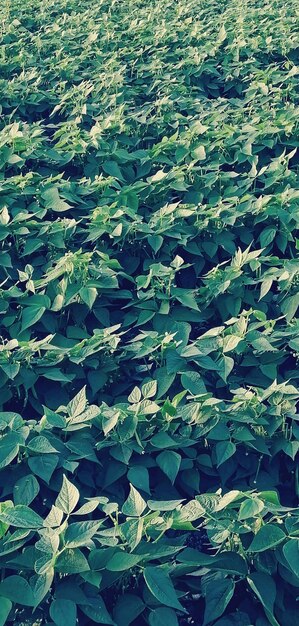 A scenic view of leaves