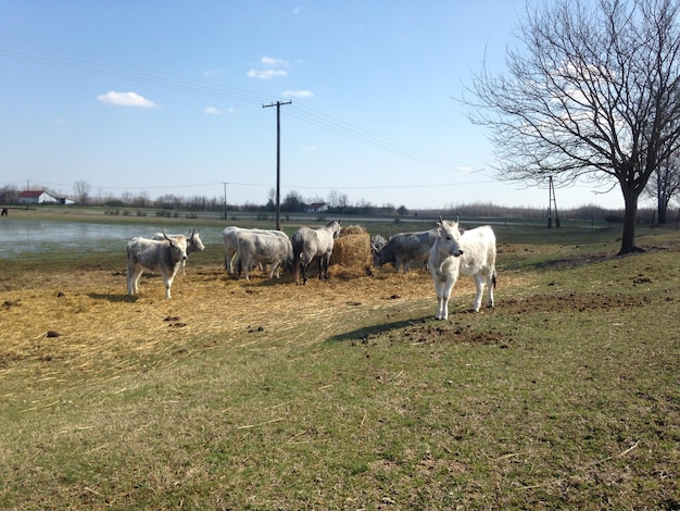 Scenic view of livestock on grassy field against clear sky