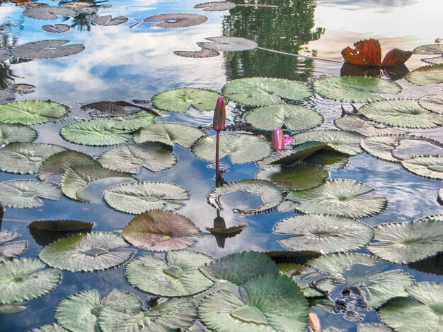 Foto vista panoramica del bocciolo di loto nell'acqua dello stagno