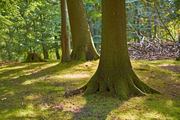 Vista panoramica di querce coperte di muschio in una remota foresta e boschi in svezia deforestazione di tronchi d'albero in un campo vuoto durante l'estate raccolta di legno per mobili e fonte di calore ed energia