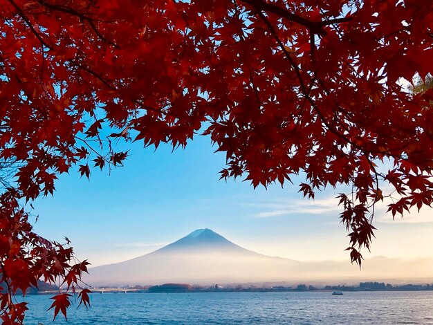 Scenic view of mount fuji with lake kawaguchi and red japanese maple against sky during autumn