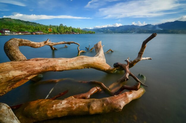 死の木の前景と山と湖の風光明媚な景色