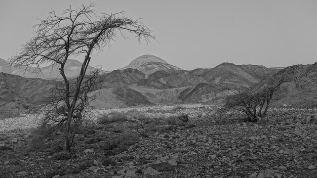 Photo scenic view of mountains mountains and trees in desert