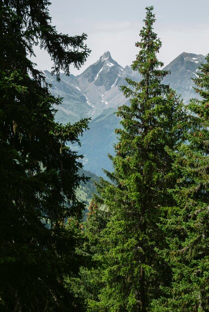 Foto la vista panoramica delle montagne e degli alberi contro il cielo