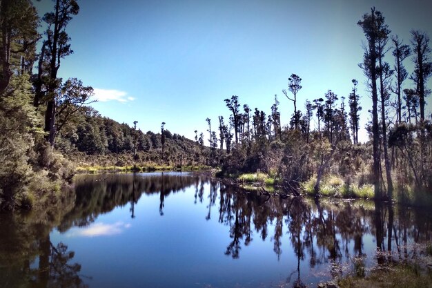 Photo scenic view of native trees reflected in lake against sky