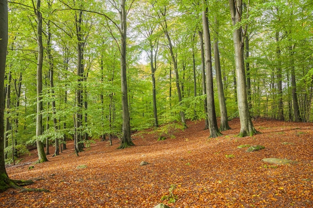 写真 春のブナの木の風光明媚な景色