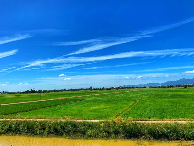 写真 青い空を背景にした農地の景色
