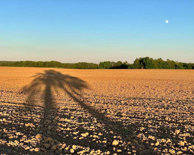 Фото Вид на сельскохозяйственное поле на фоне ясного неба