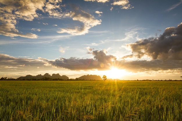Фото Сценический вид сельскохозяйственного поля на фоне неба во время захода солнца