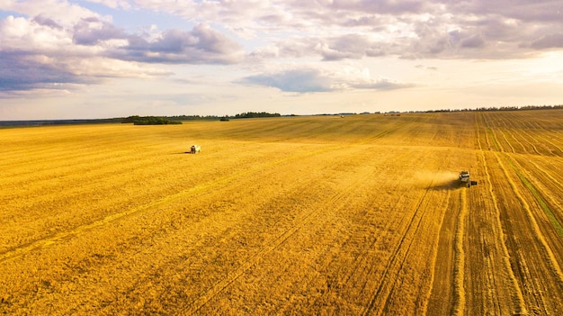 Фото Сценический вид сельскохозяйственного поля на фоне неба летний урожай