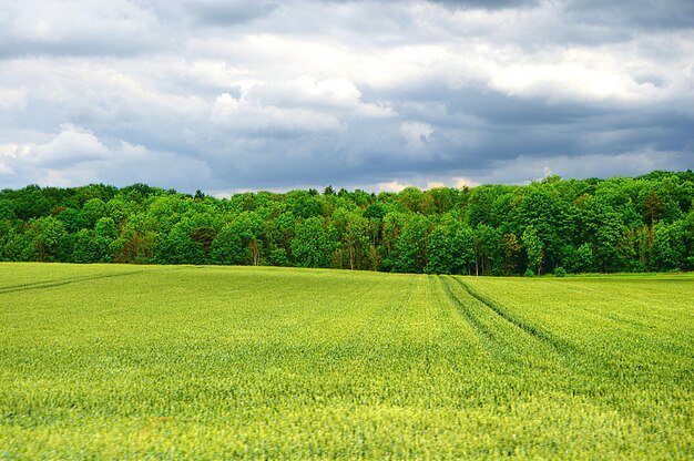 写真 空の背景にある農地の景色