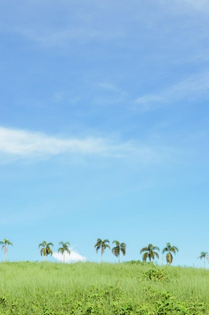 写真 空の背景にある農地の景色