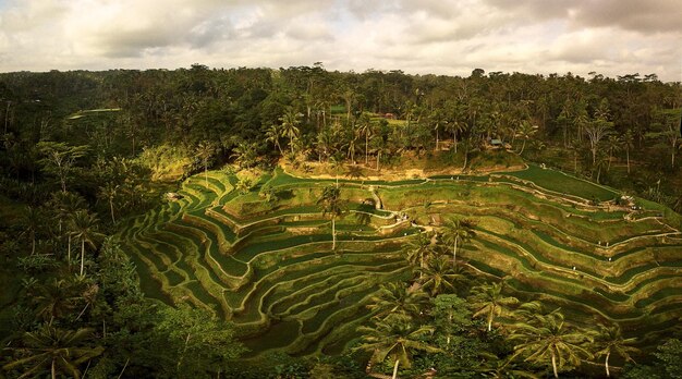 写真 空に照らされた農地の景色