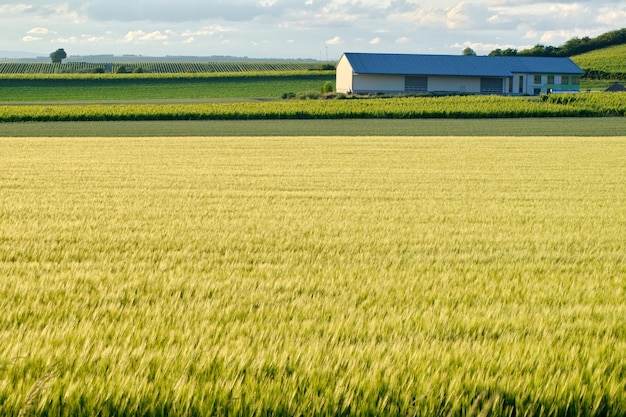 写真 空の背景にある農地の景色