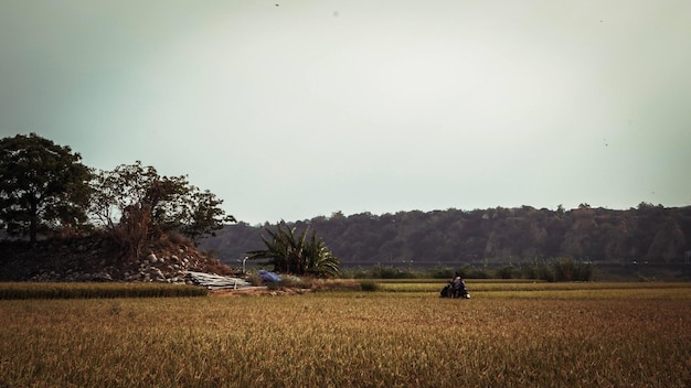 写真 空に照らされた農地の景色