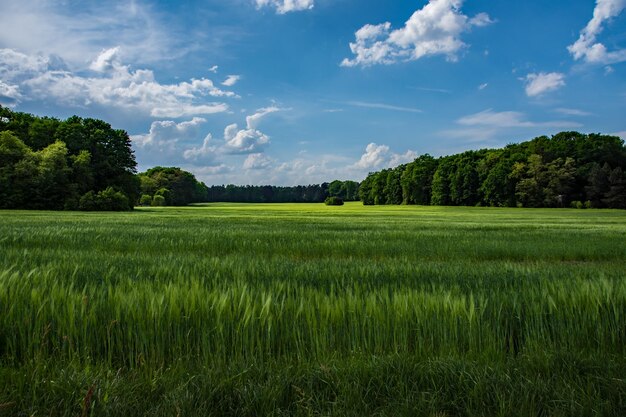 写真 空の背景にある農地の景色