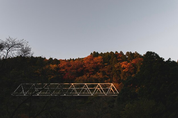 写真 明るい空に照らされた秋の木の景色