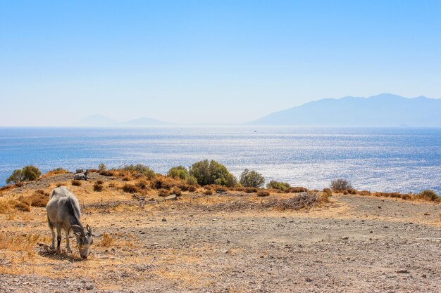 写真 晴れた空に照らされたビーチの景色