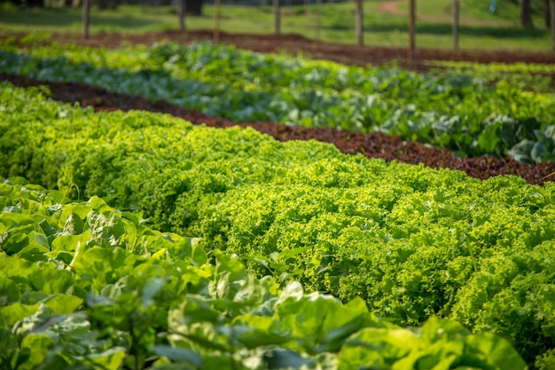 Фото Красивый вид на кукурузное поле