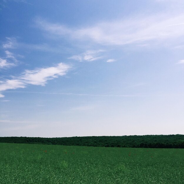 写真 畑で栽培されている作物の風景