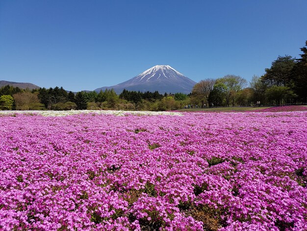 写真 明るい青い空を背景に野原の景色