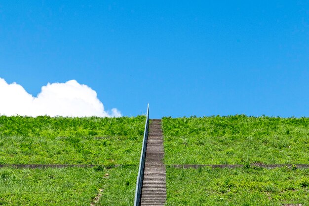 写真 明るい青い空を背景に野原の景色