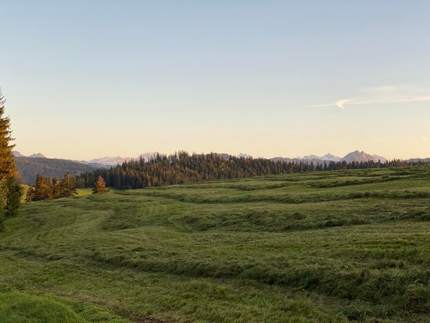 写真 晴れた空を背景に野原の景色