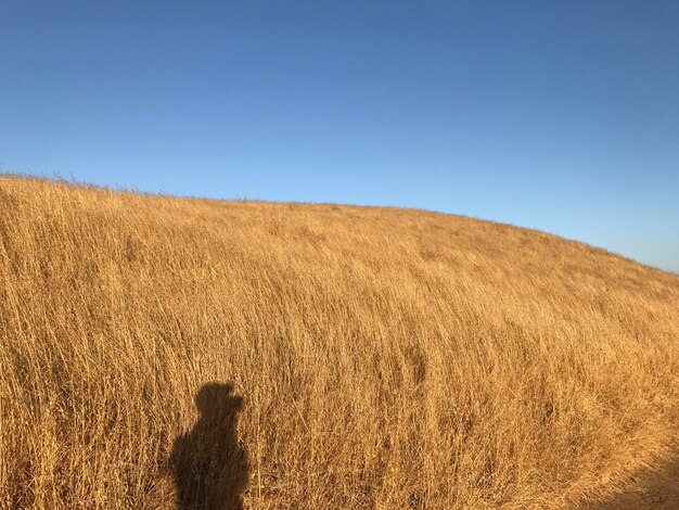 写真 晴れた空に照らされた田んぼの景色