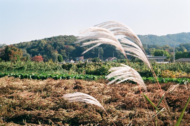 写真 晴れた空を背景に野原の景色