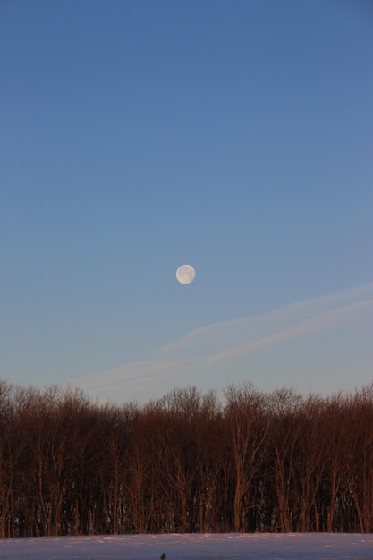 写真 晴れた空を背景に野原の景色