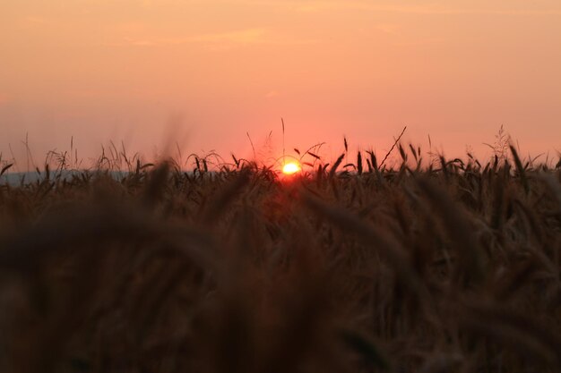 Фото Красивый вид на поле на оранжевом небе