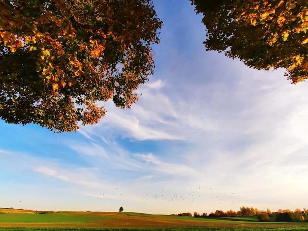 写真 秋の空を背景にした畑の景色