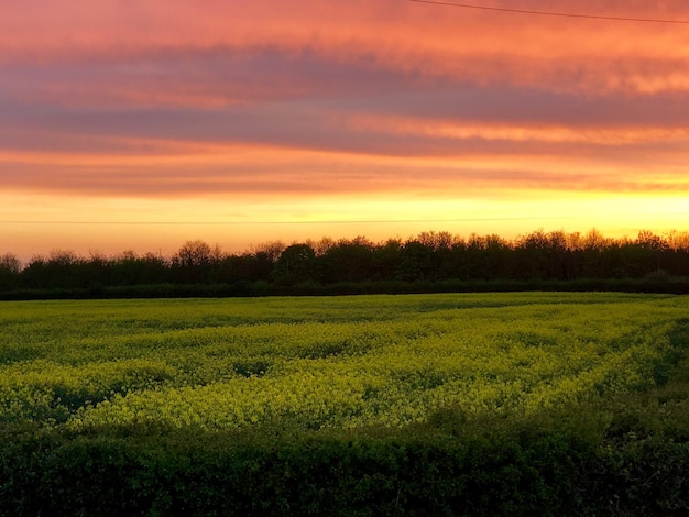 写真 夕暮れの空に照らされた田んぼの景色