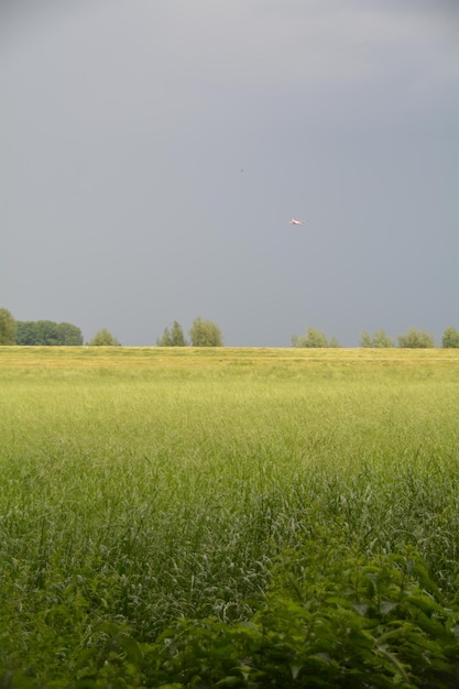 写真 空に照らされた野原の景色