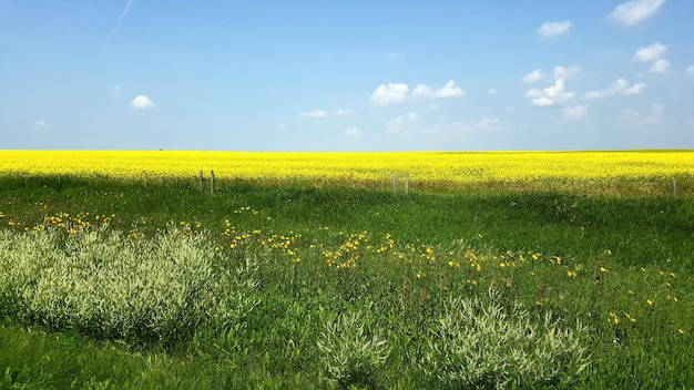 Фото Пейзажный вид на поле на фоне неба