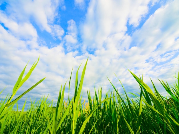 写真 天空を背景にフィールドの景色