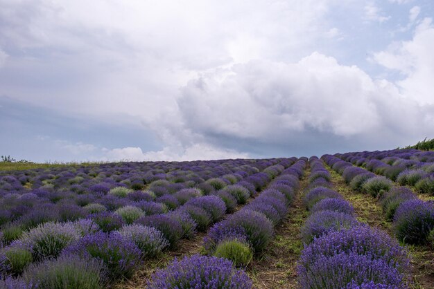 写真 天空を背景にフィールドの景色